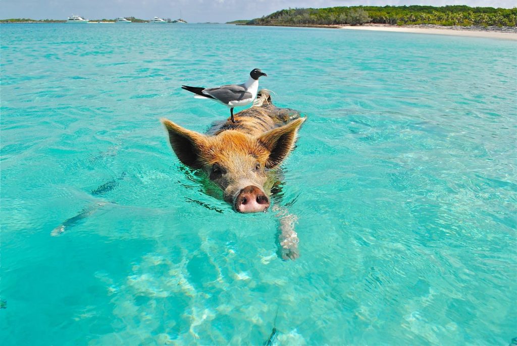 Pig swimming in crystal-clear ocean with a seagull perched on its back, showcasing natures harmony.